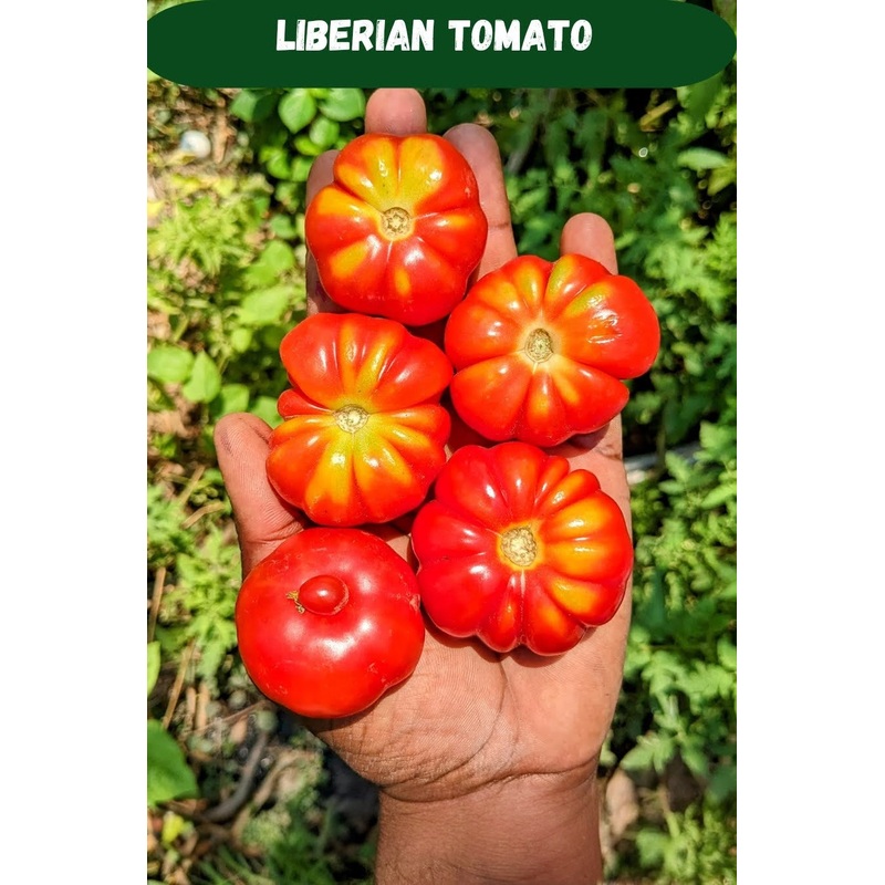 Tomato Liberian Seeds