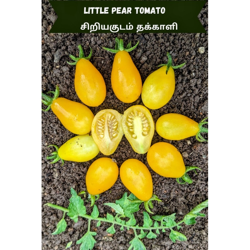 Tomato Little Pear Seeds