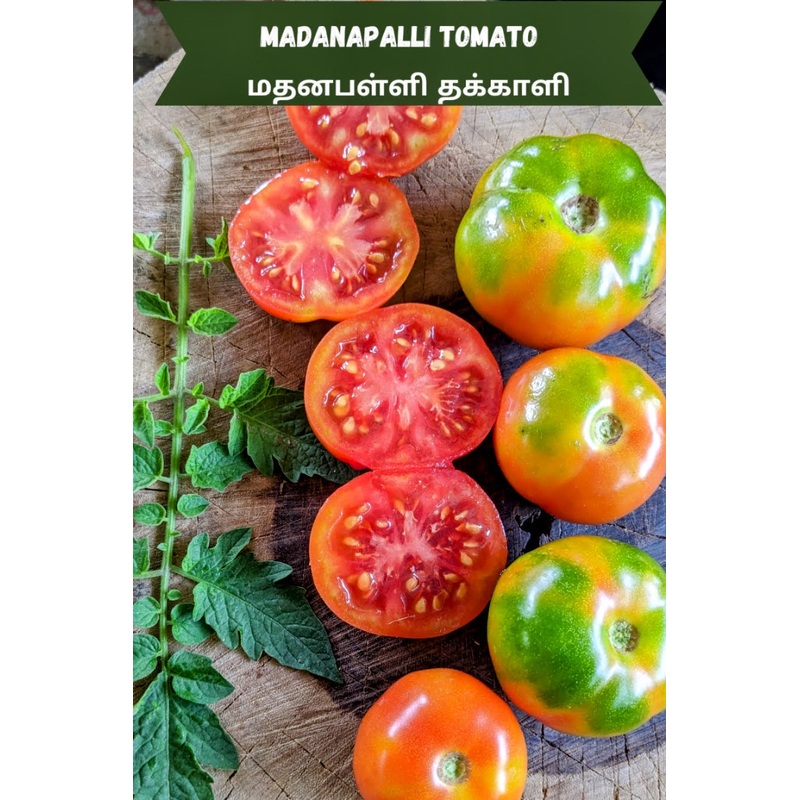 Tomato Madanapalli Seeds
