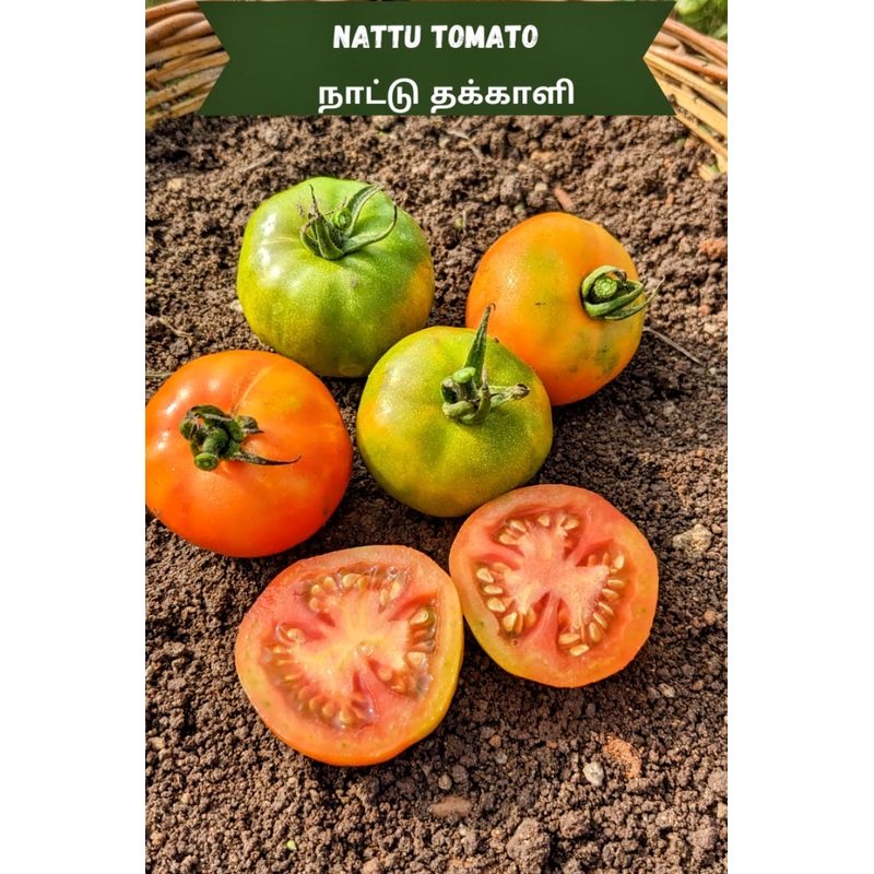 Tomato Nattu Tomato Seeds