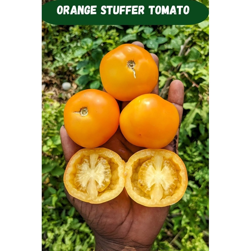 Tomato Orange Stuffer Seeds