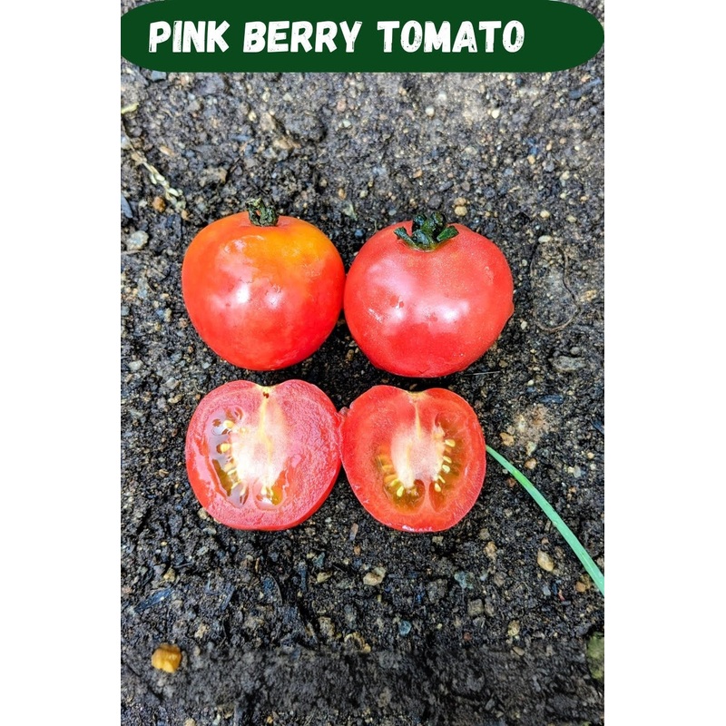 Tomato Pink Berry Seeds