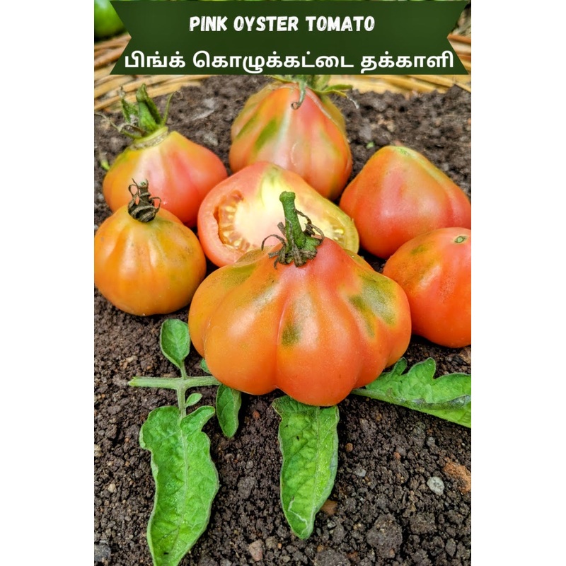 Tomato Pink Oyster Seeds