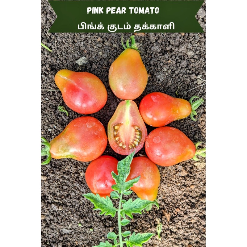 Tomato Pink Pear Seeds