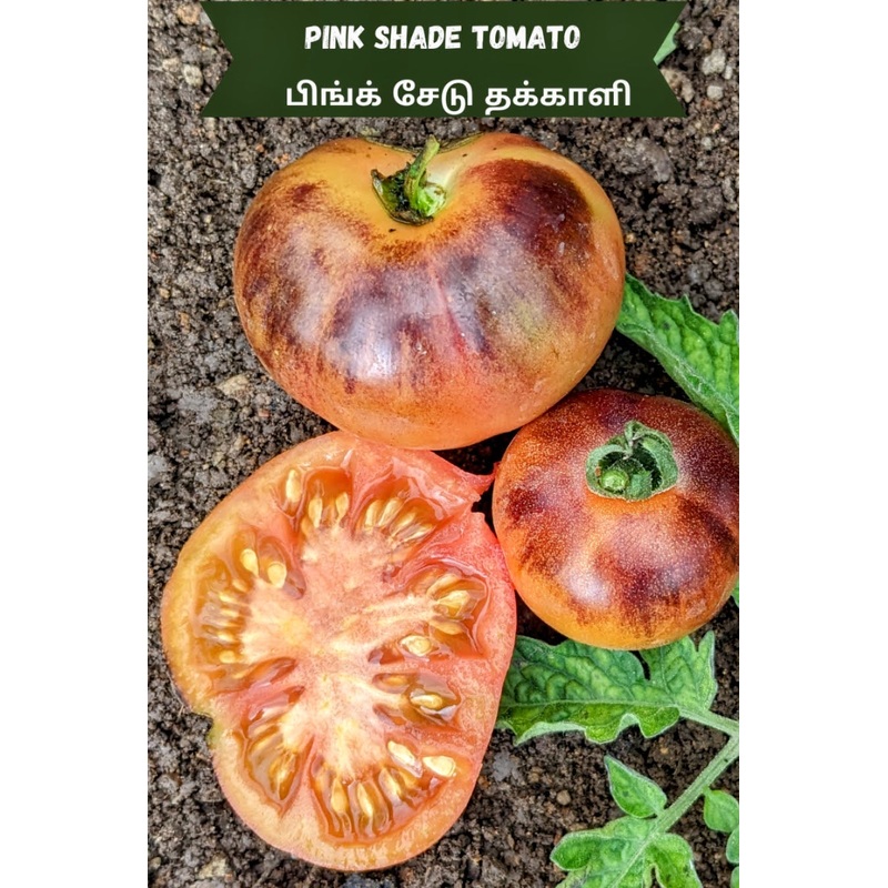 Tomato Pink Shade Seeds