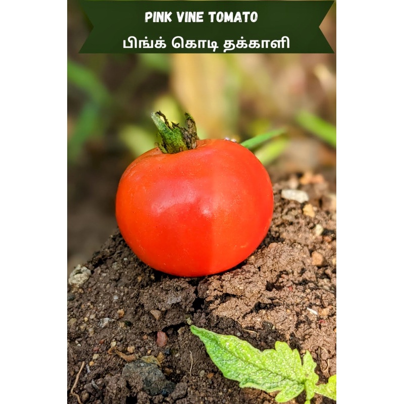Tomato Pink Vine Seeds