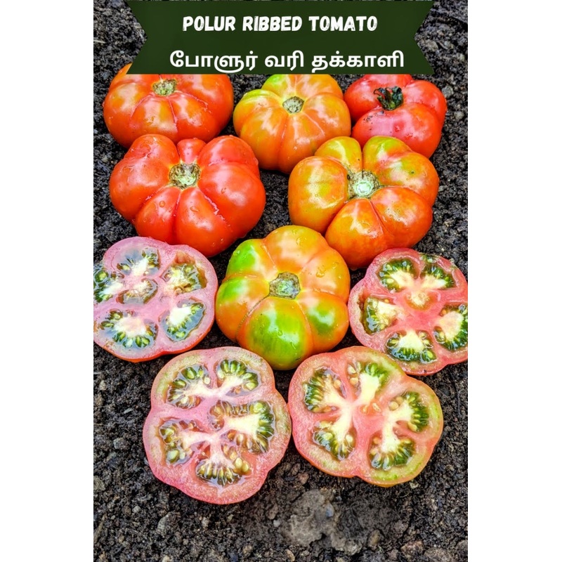 Tomato Polur Ribbed Seeds