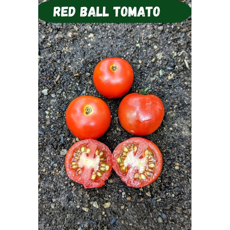 Tomato Red Ball Seeds