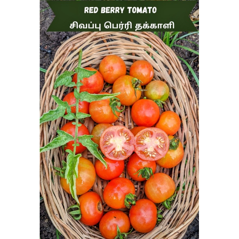 Tomato Red Berry Seeds