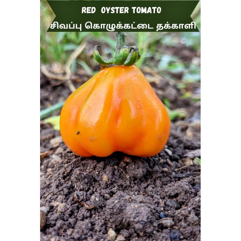 Tomato Red Oyster Seeds