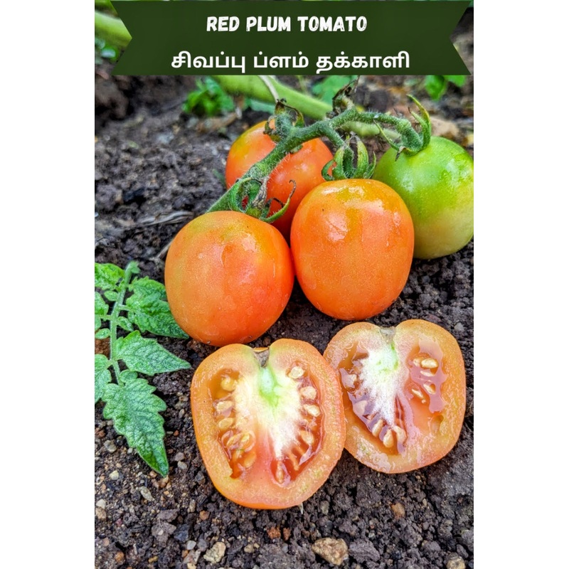 Tomato Red Plum Seeds