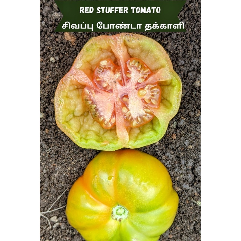 Tomato Red Stuffer Seeds