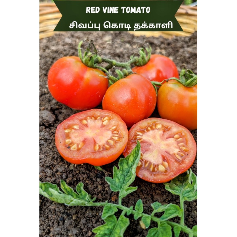 Tomato Red Vine Seeds
