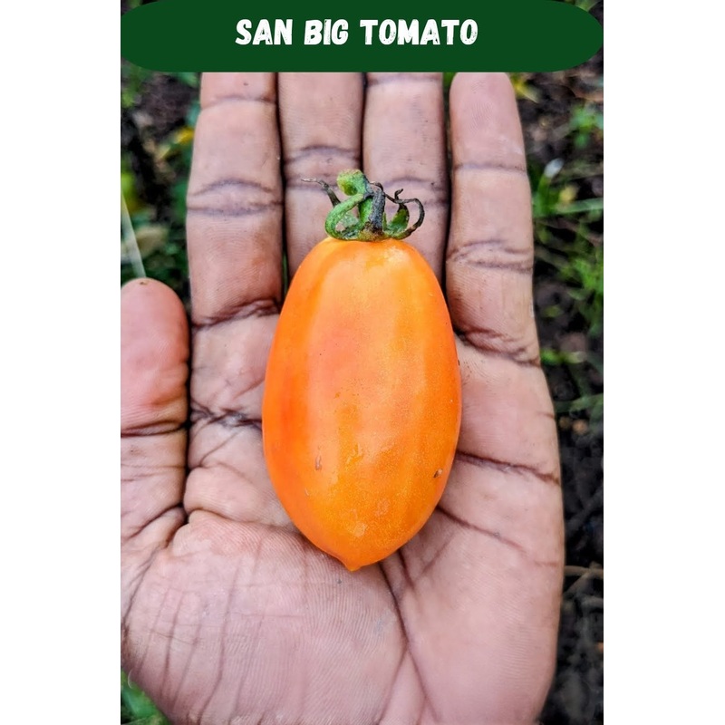 Tomato San Big Seeds