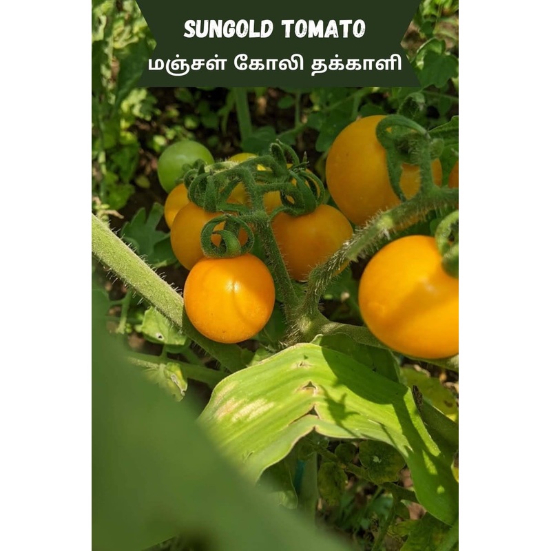 Tomato Sun Gold Seeds