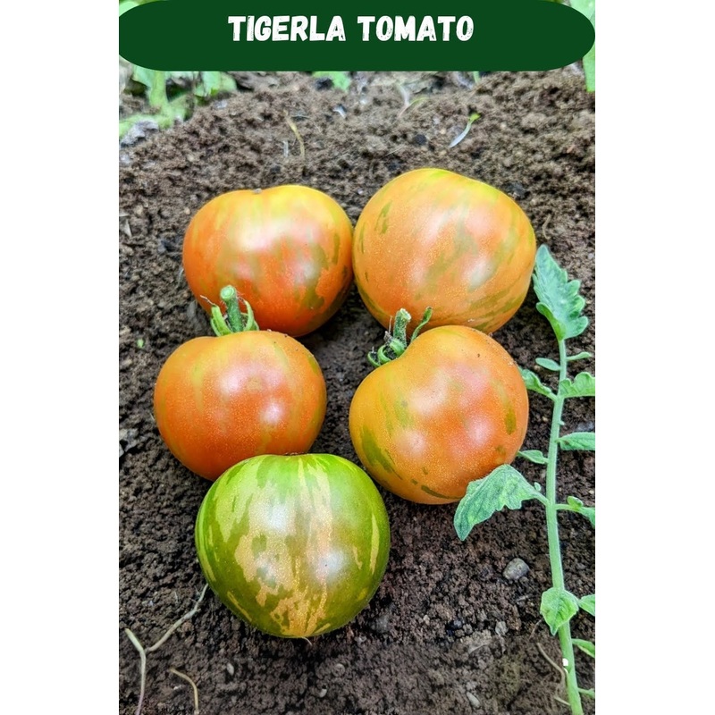 Tomato Tigerla Seeds