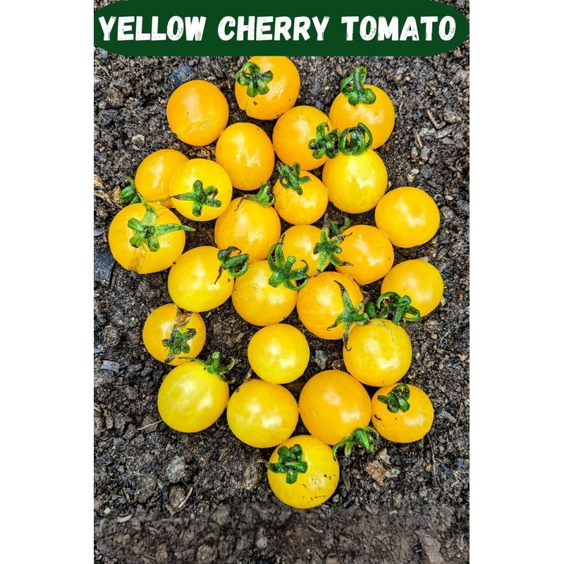Tomato Yellow Cherry Seeds