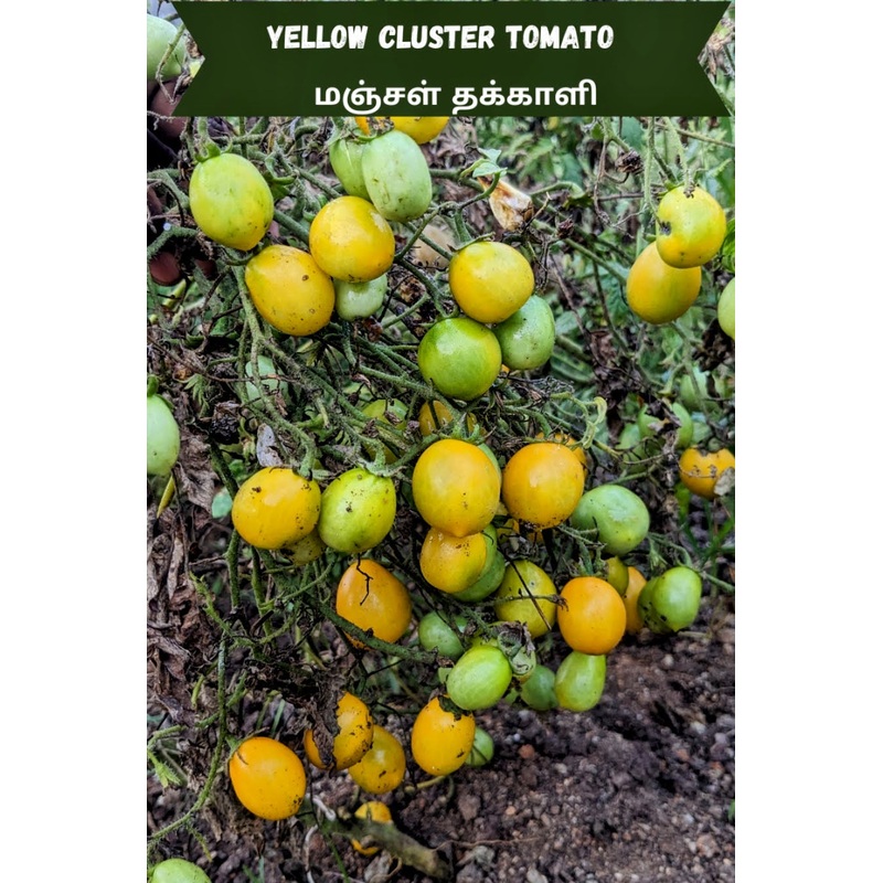 Tomato Yellow Cluster Seeds
