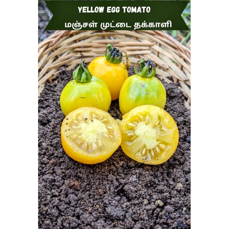 Tomato Yellow Egg Seeds