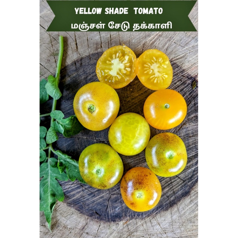 Tomato Yellow Shade Seeds