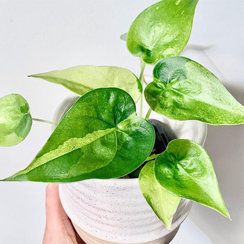 Alocasia Cuculata Varigated