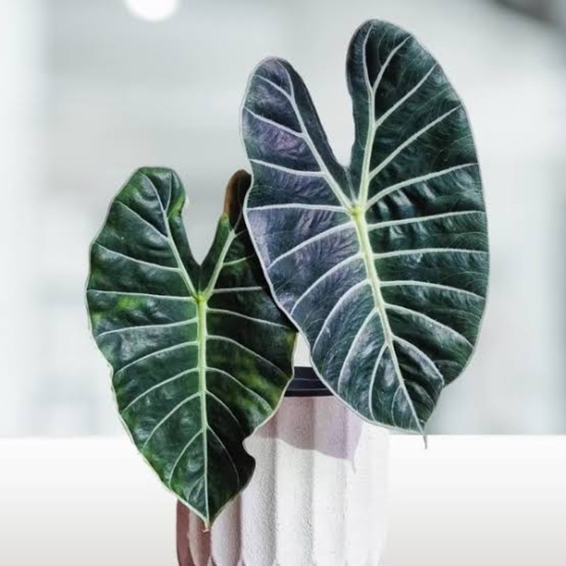 Alocasia Grandis