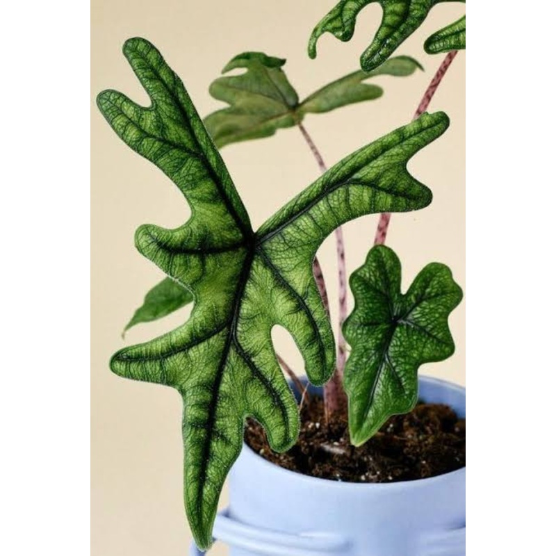 Alocasia Jacklyn
