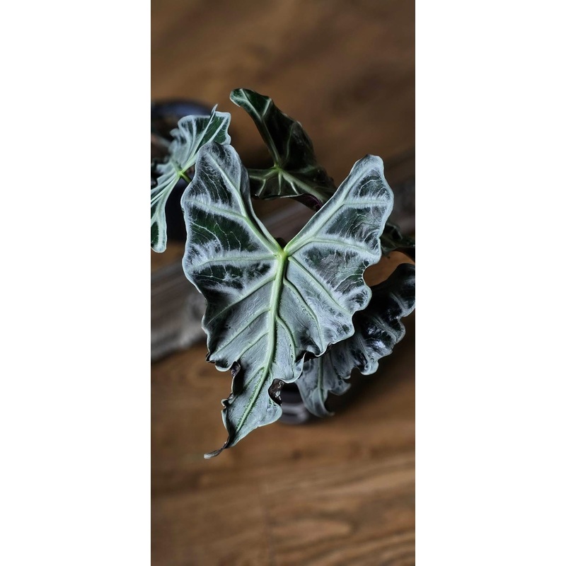 Alocasia Loco