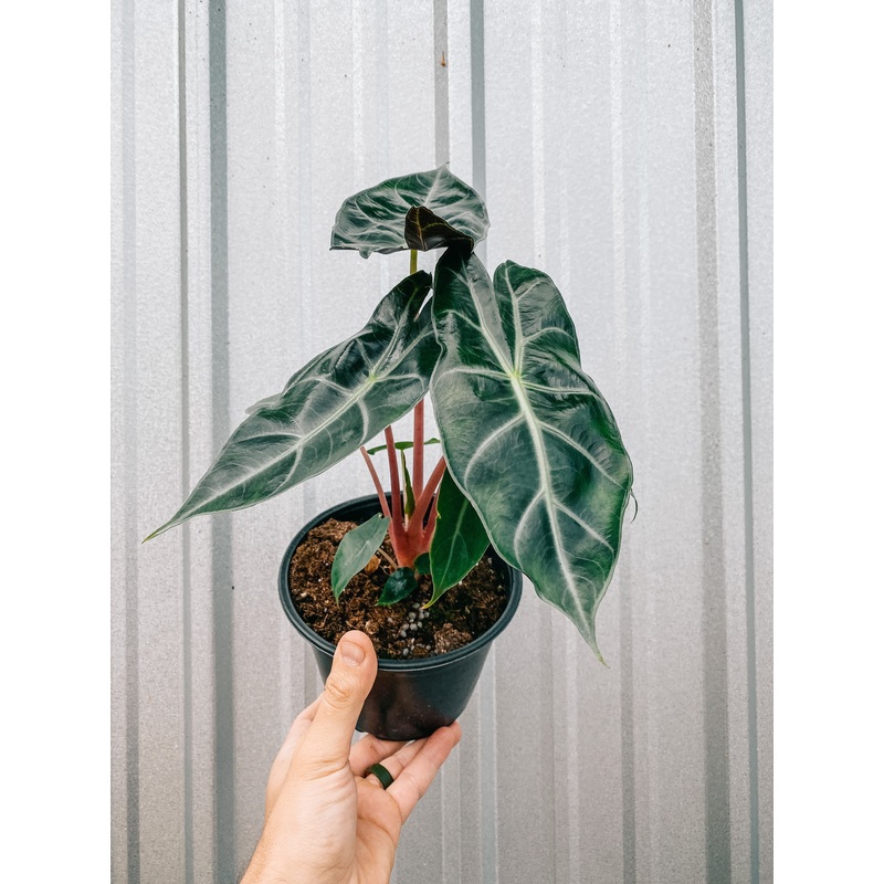 Alocasia Pink Dragon