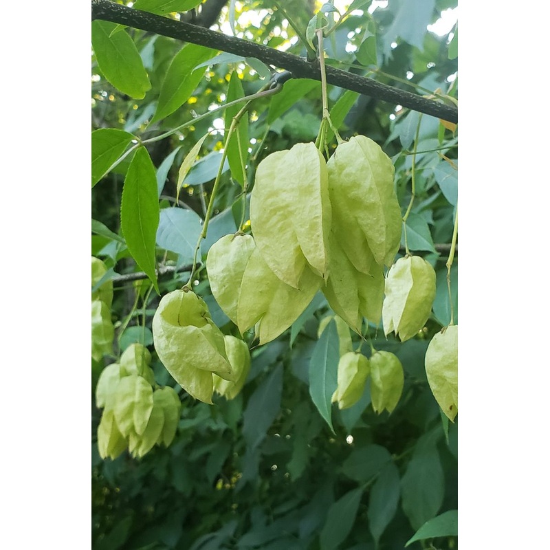 Bladdernut – G5
