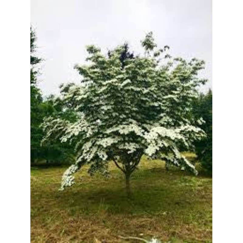 Dogwood-Tree Venus – G10