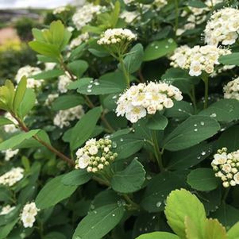 Dogwood-Winter Canary – G3