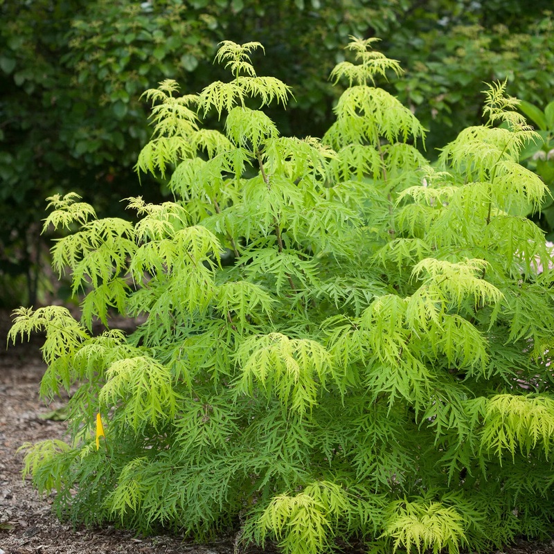 Elderberry-Lemony Lace – G3|Willoway|Vendor 2|Vendor 3