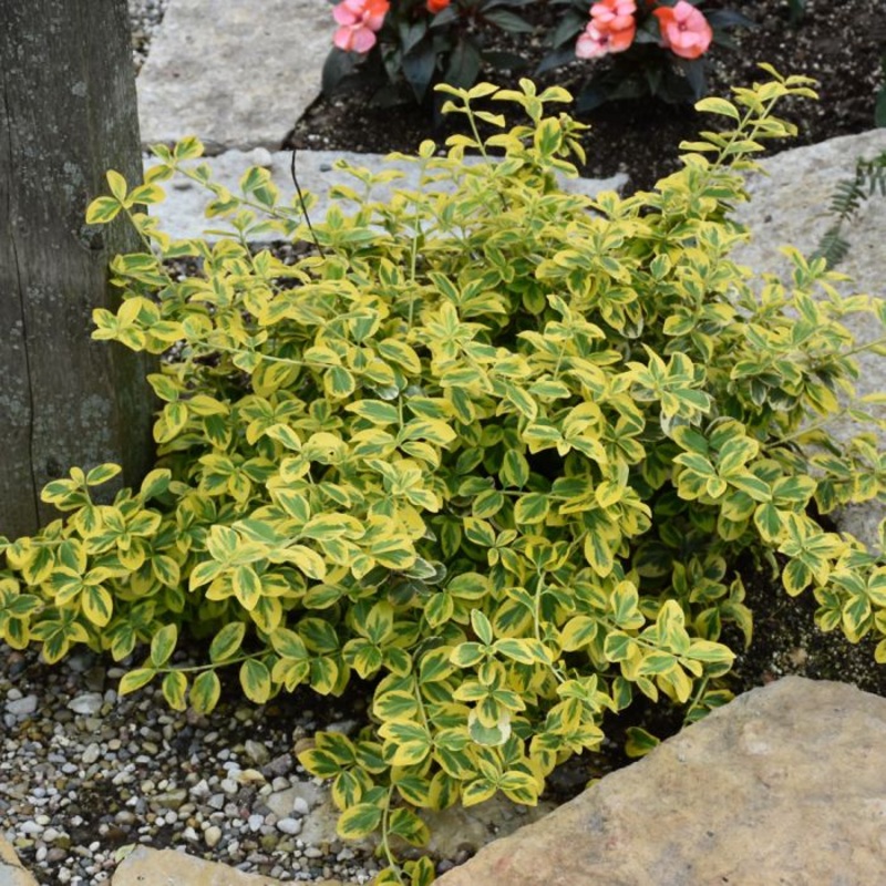 Euonymus-Gold Splash – G2/G3|Bailey|Willoway