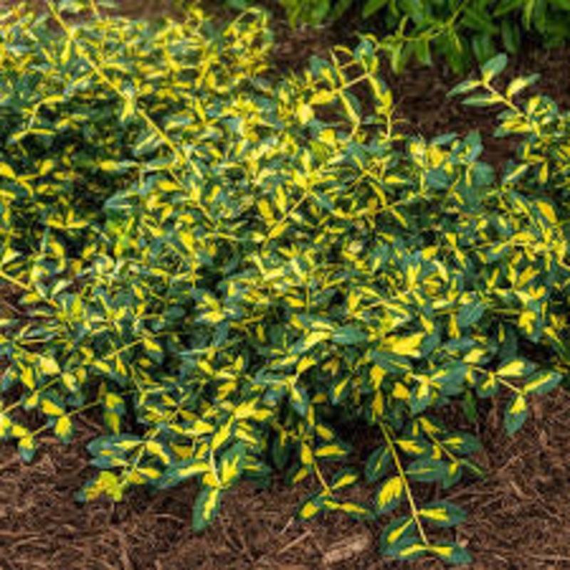 Euonymus-Moonshadow – G2/G3