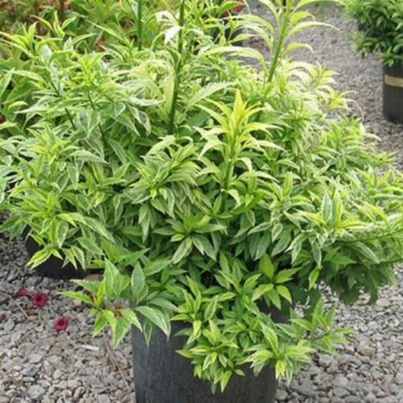 Forsythia-Citrus Swizzle – G3