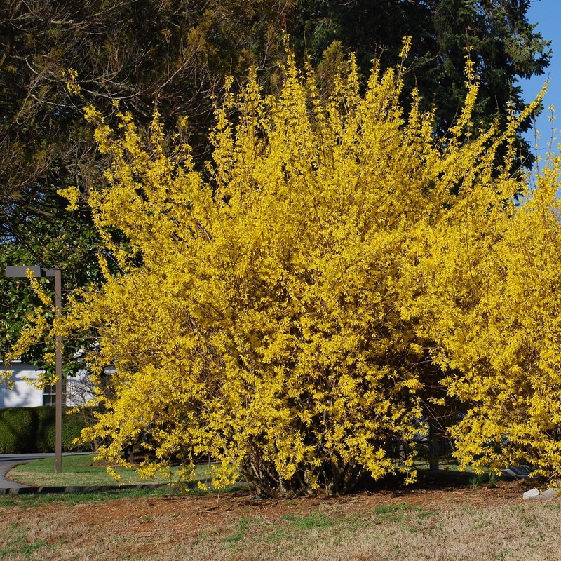 Forsythia-N. Gold – G5