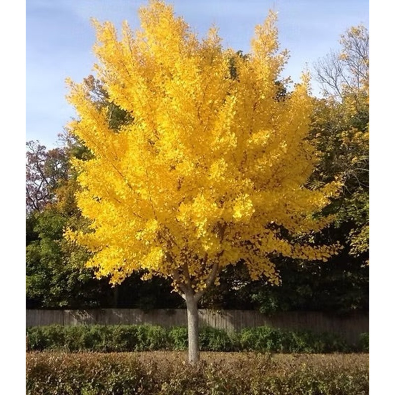 Ginkgo-Autumn Gold – G10