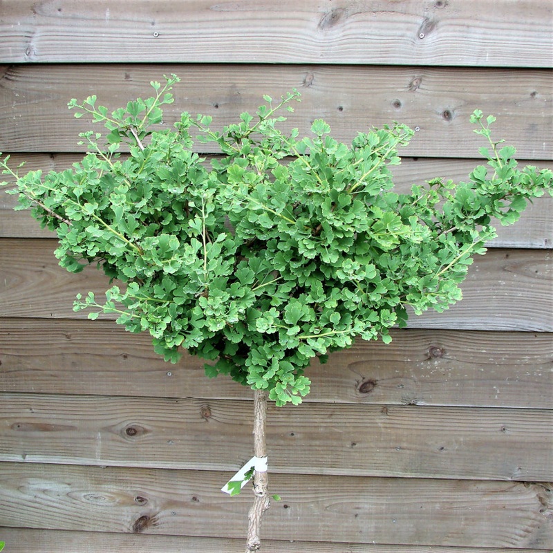Ginkgo-Clica – 24-30