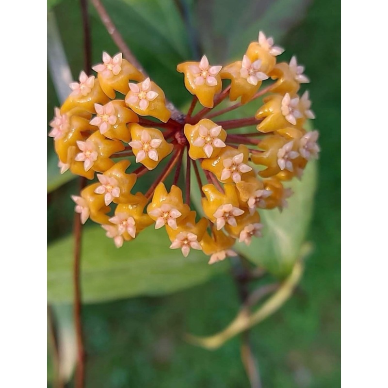 Hoya Chunila Ws Yellow Champa