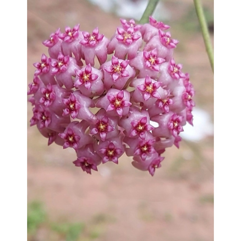 Hoya Hai Phong