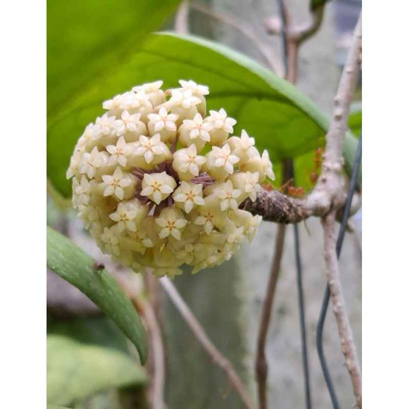 Hoya Larisa