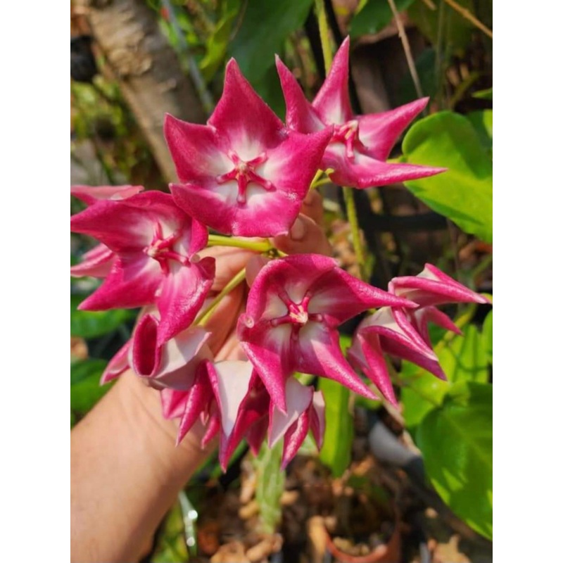 Hoya Macgillivrayi Pink
