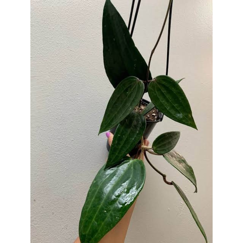 Hoya Macrophylla