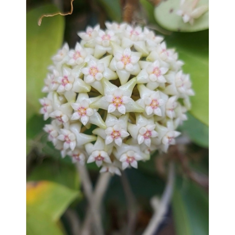 Hoya White Paracetamol