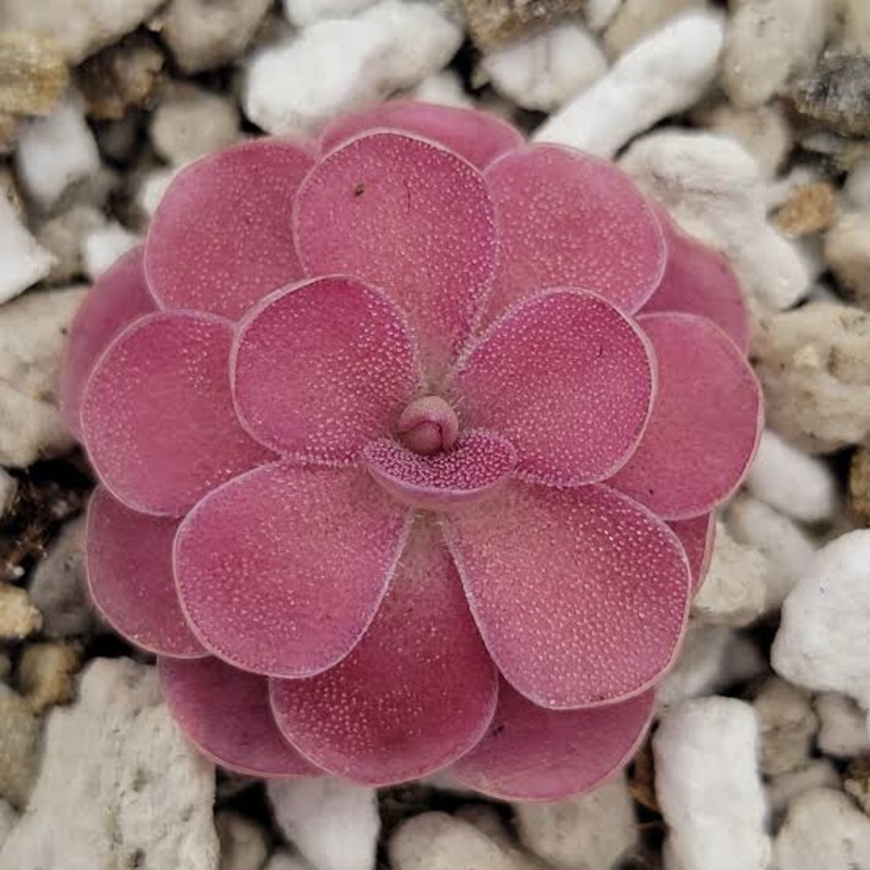 Pinguicula Johanna