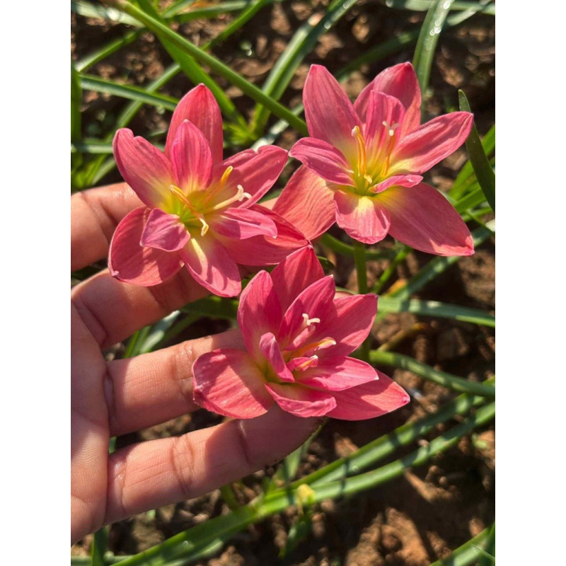 Rain Lily Aoubwan