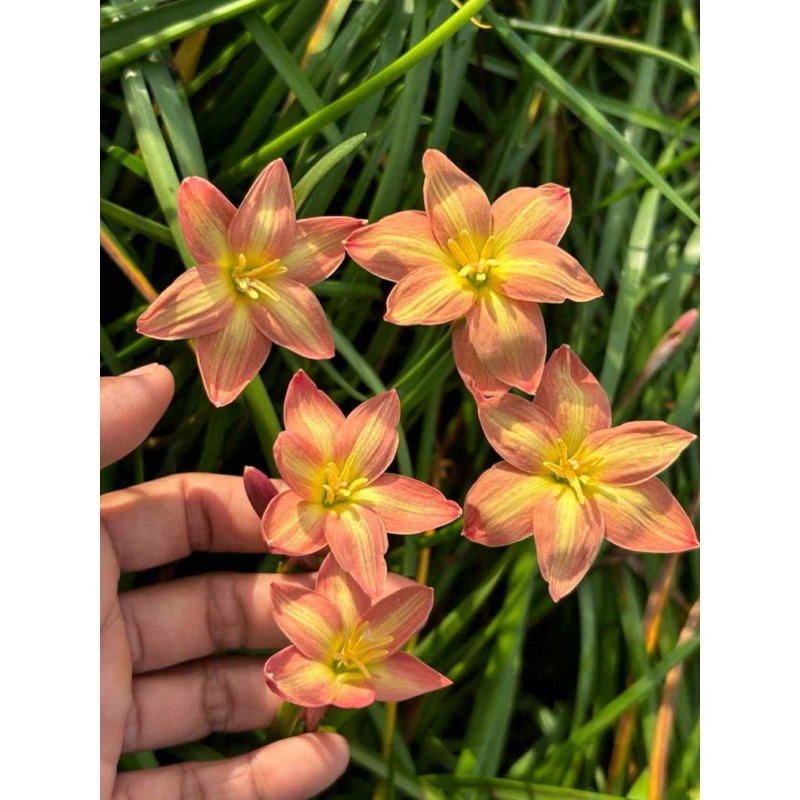 Rain Lily Bright Spark