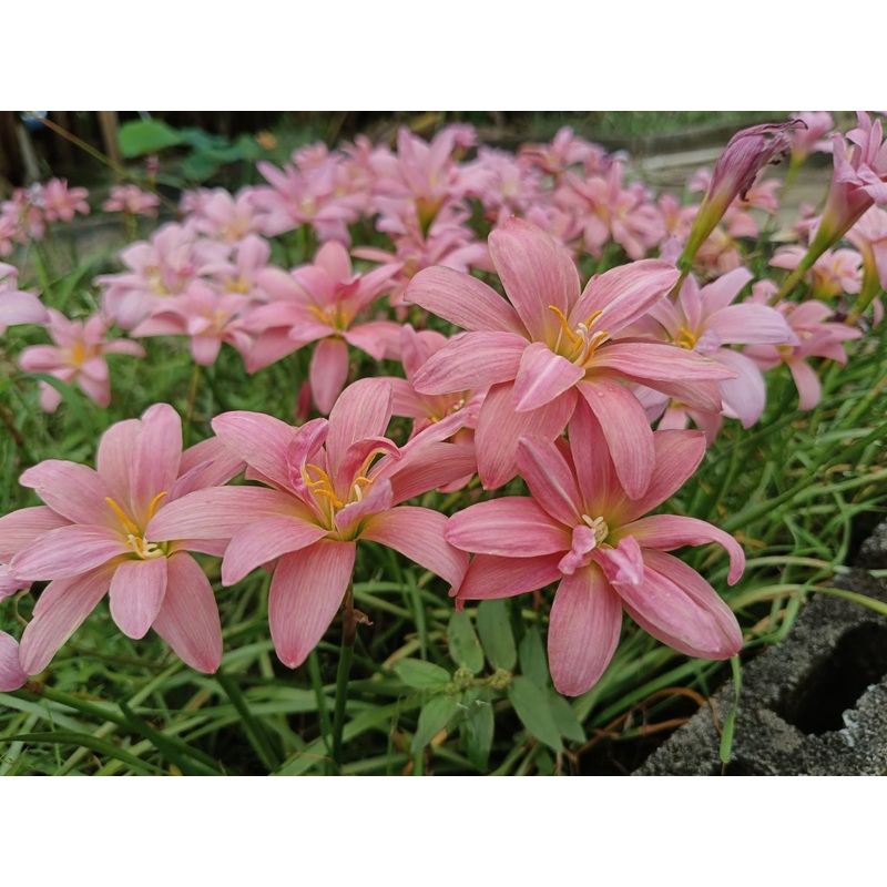 Rain Lily Colossus Beauty