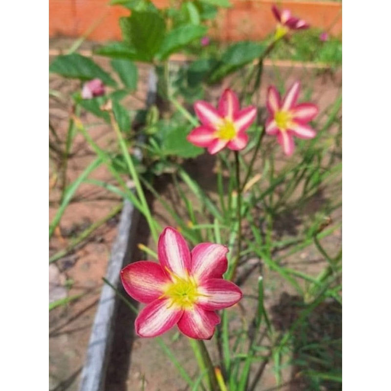 Rain Lily Frisky